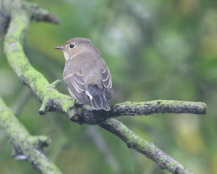 Red-breasted Flycatcher