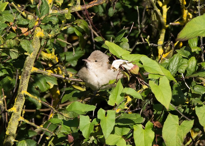 Barred Warbler