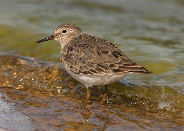 Temminck's Stint