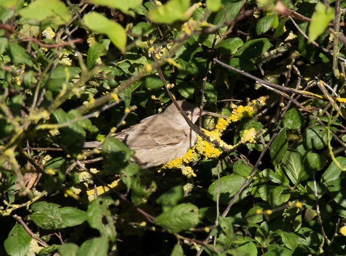 Barred Warbler