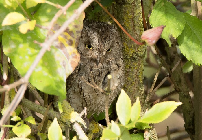 Scops Owl