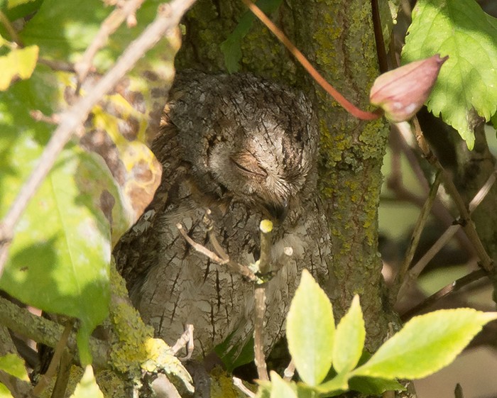 Scops Owl