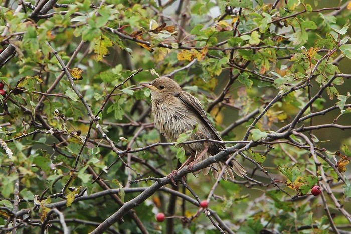 Rose-coloured Starling