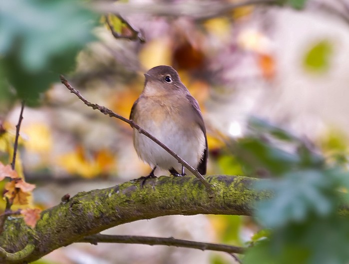Red-breasted Flycatcher
