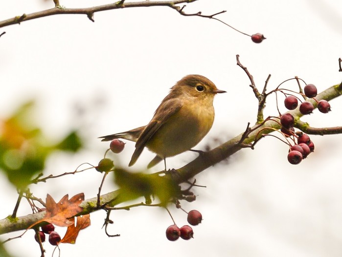 Red-breasted Flycatcher