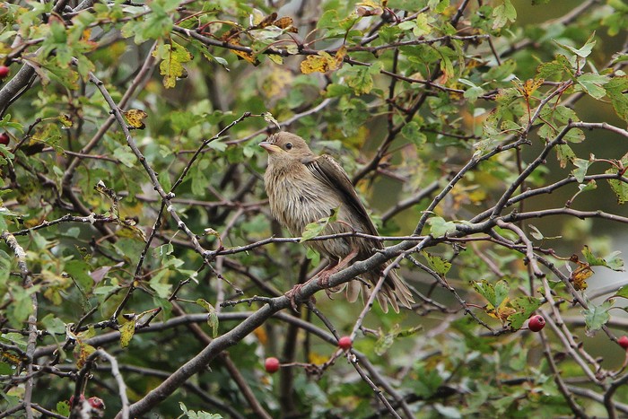 Rose-coloured Starling