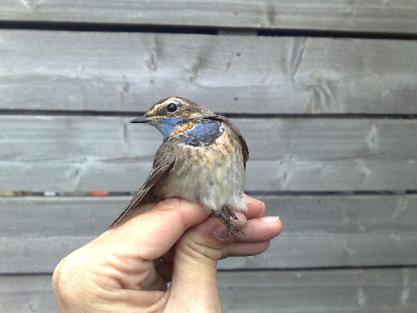 Red-spotted Bluethroat