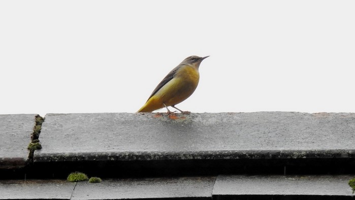 Grey Wagtail