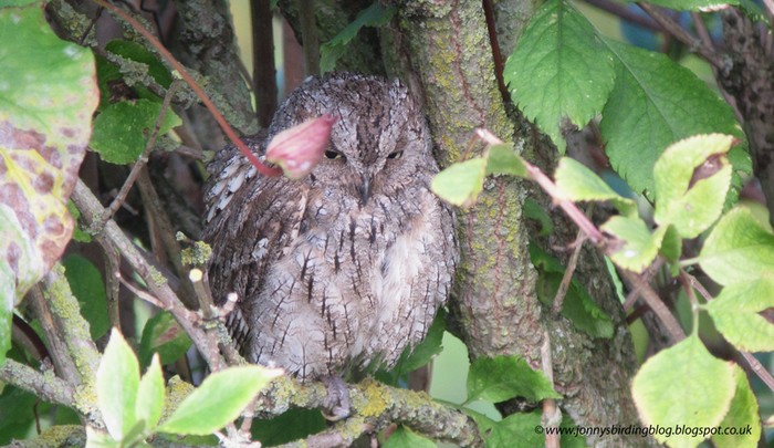 Scops Owl