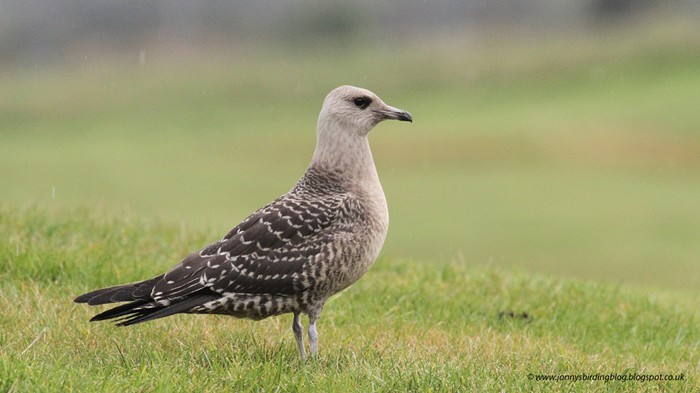 Long-tailed Skua