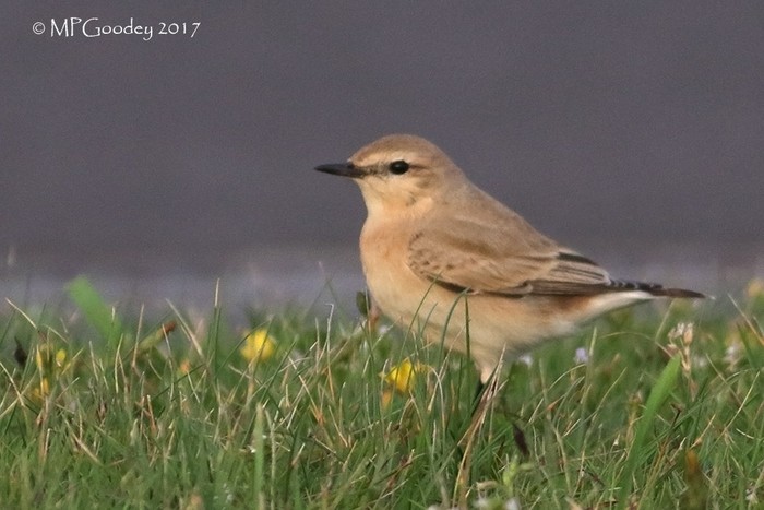 Isabelline Wheatear