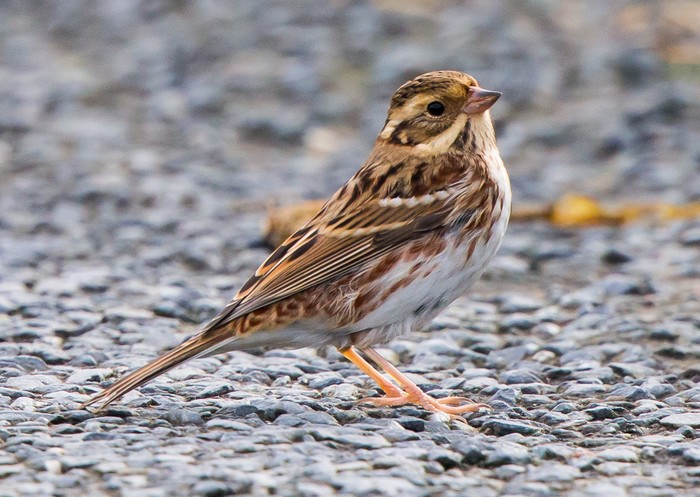Rustic Bunting