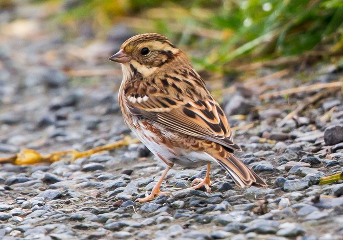Rustic Bunting