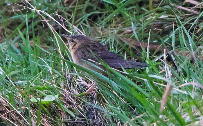 Pallas's Grasshopper Warbler