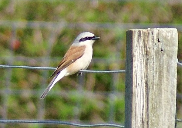 Red-backed Shrike