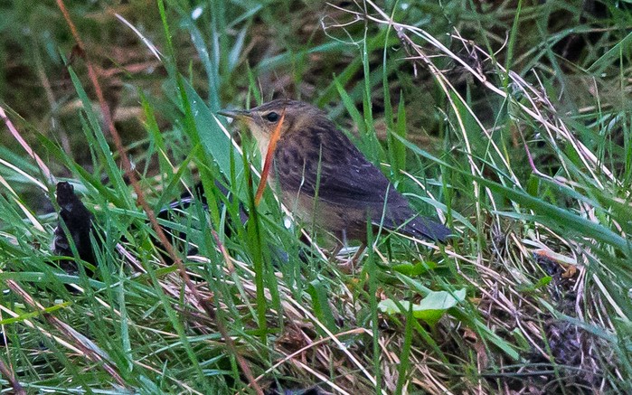 Pallas's Grasshopper Warbler