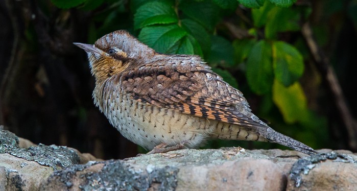 Wryneck
