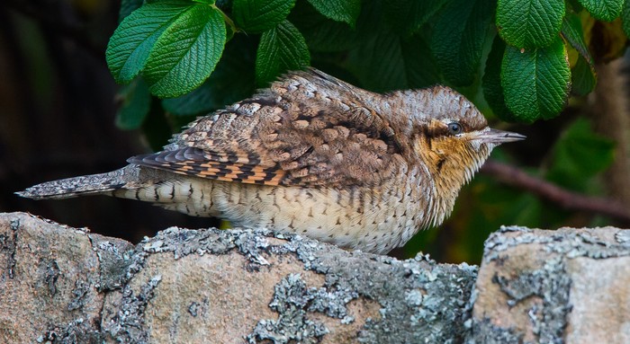 Wryneck