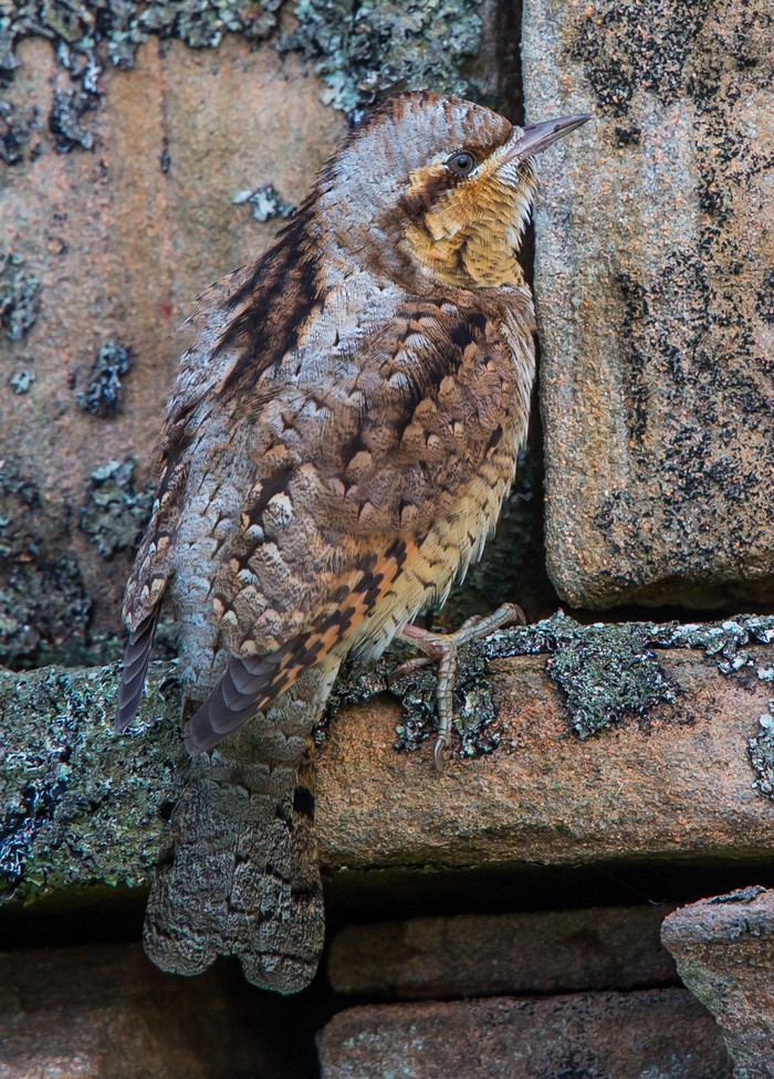 Wryneck