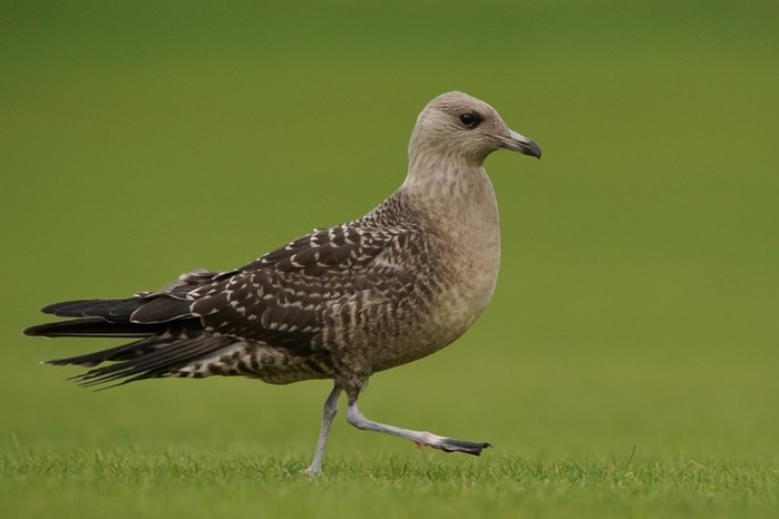 Long-tailed Skua