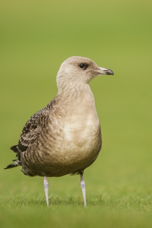 Long-tailed Skua