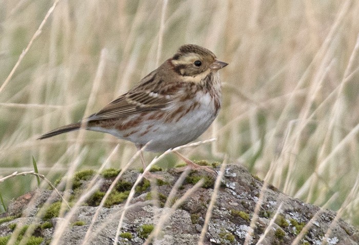 rustic Bunting
