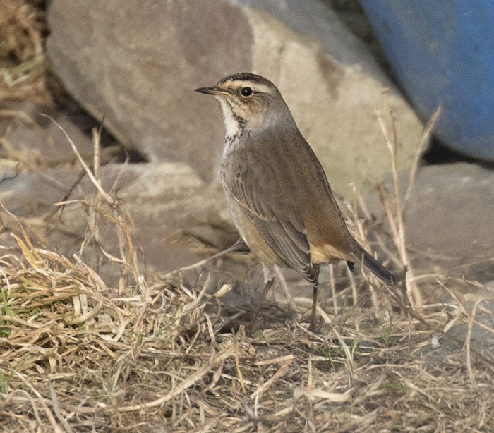 Bluethroat