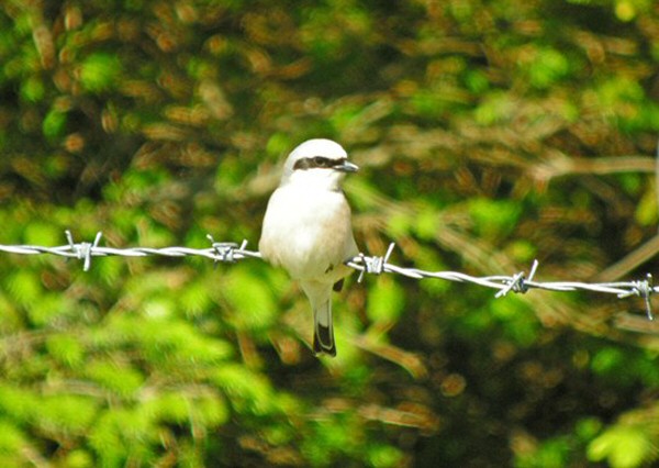 Red-backed Shrike