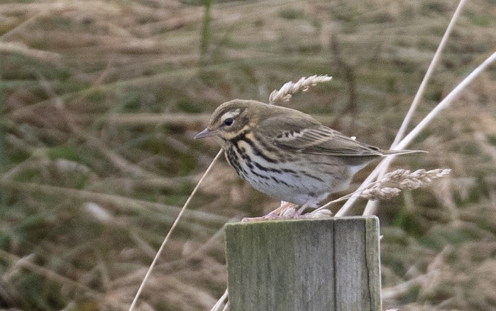 Olive-backed Pipit