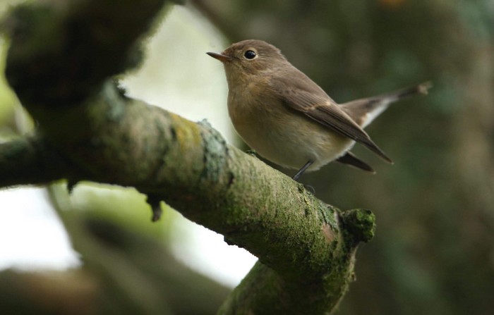 Red-breasted Flycatcher
