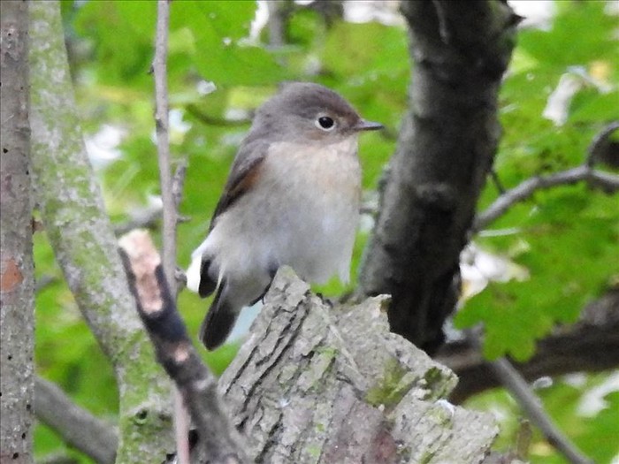 Red-breasted Flycatcher