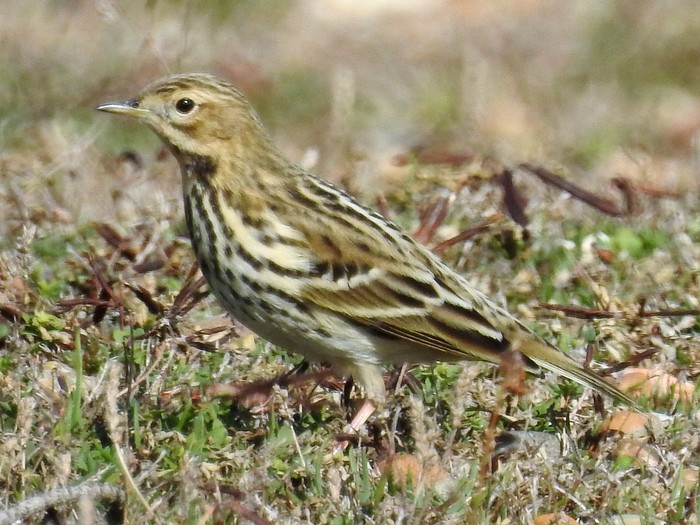 Red-throated Pipit