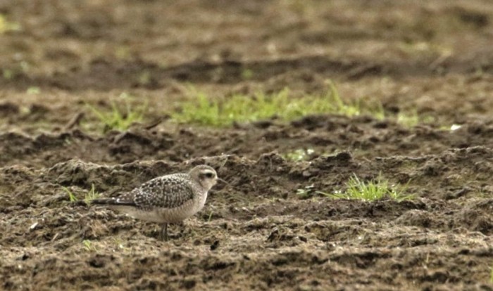 American Golden Plover