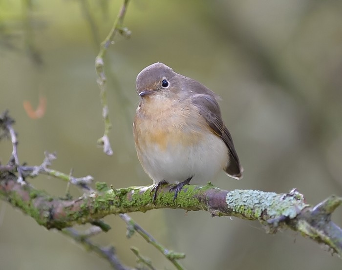 Red-breasted Flycatcher
