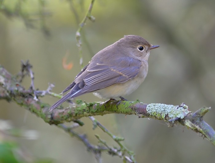 Red-breasted Flycatcher