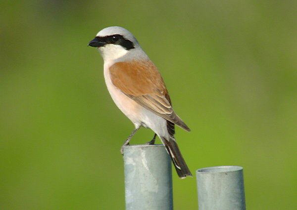 Red-backed Shrike