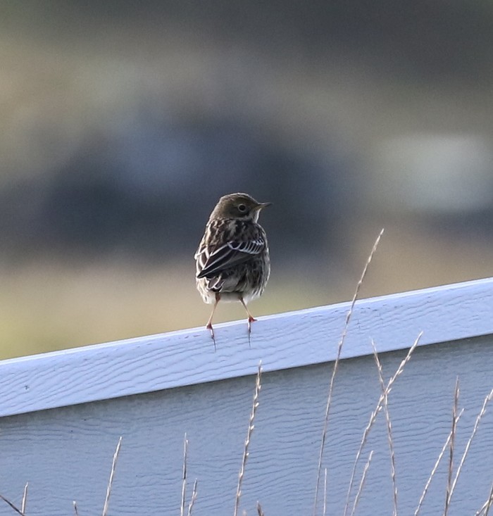 Red-throated Pipit