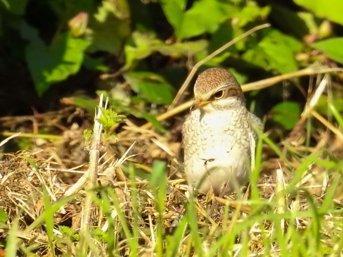 Red-backed Shrike
