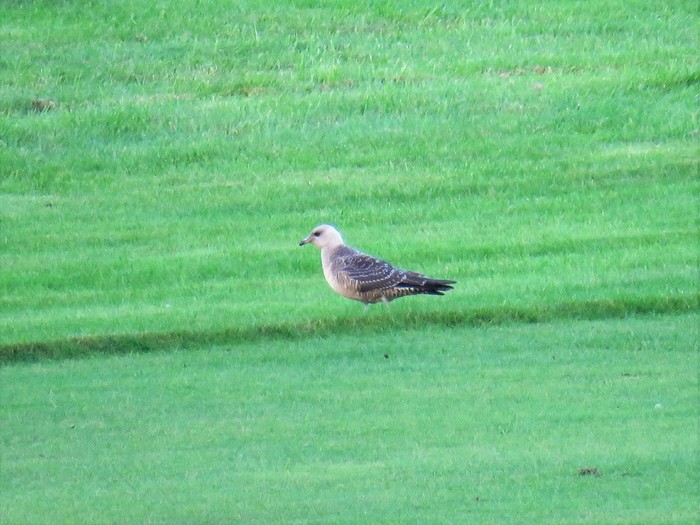 Long-tailed Skua
