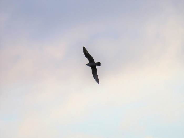 Long-tailed Skua