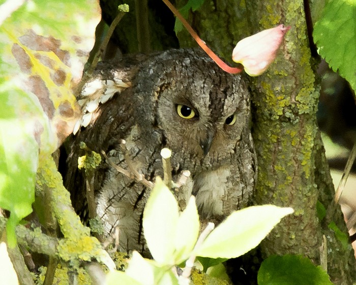 Scops Owl