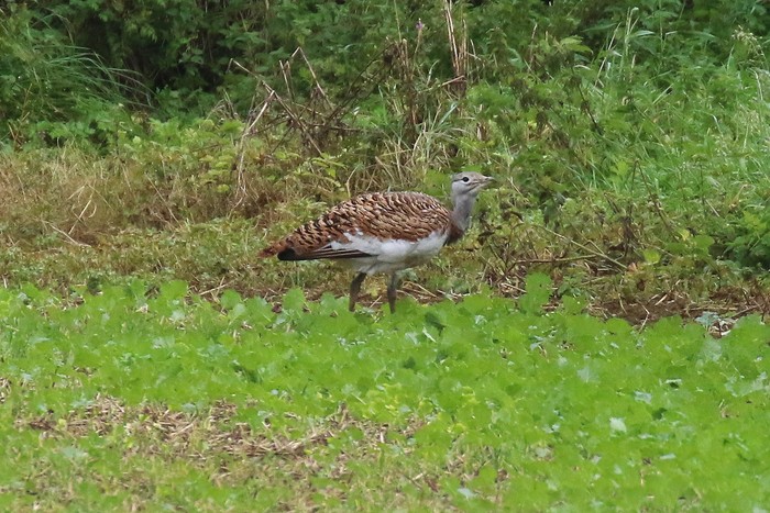 Great Bustard