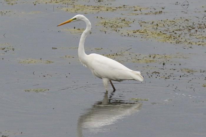 Great White Egret