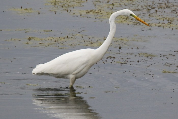 Great White Egret