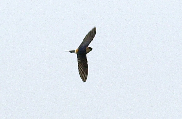 Red-rumped Swallow