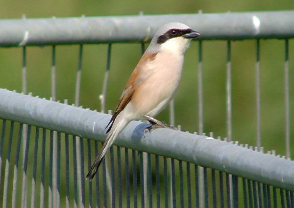 Red-backed Shrike
