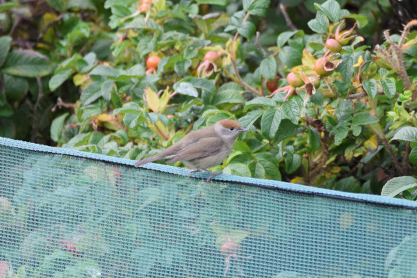 Blackcap
