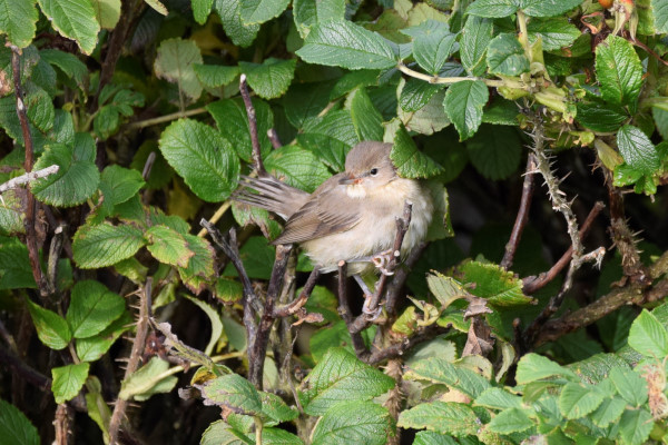 Garden Warbler