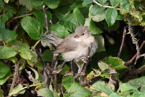 Garden Warbler