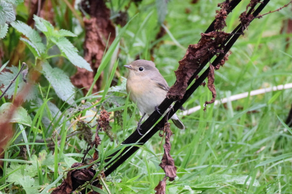 Red-breasted Flycatcher